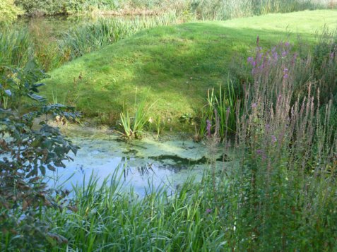 Problem planting areas - slopes round ponds