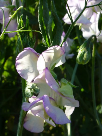 Plantaholic Post:  A Sweet pea for Show and Tell