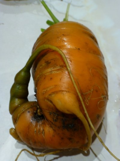 This is my mistreated carrot