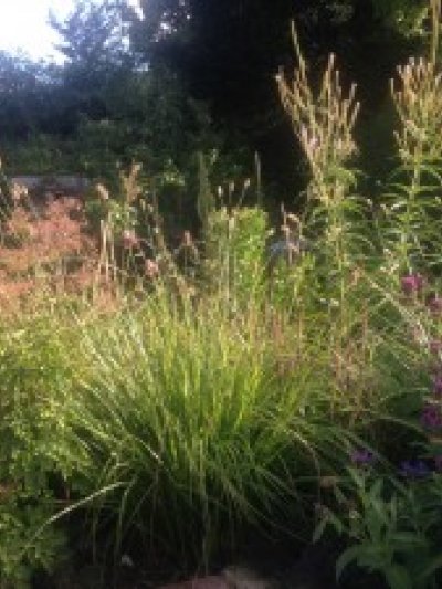 Planting combination for August:  Tall, gauzy and with presence