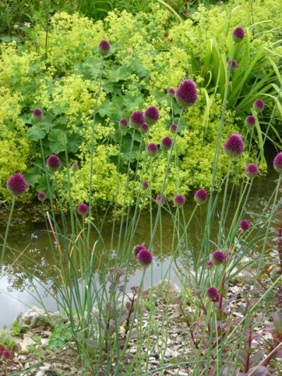 J is for jazzy planting at Pensthorpe Park